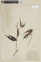 Miconia minutiflora image