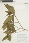 Miconia spinulosa image