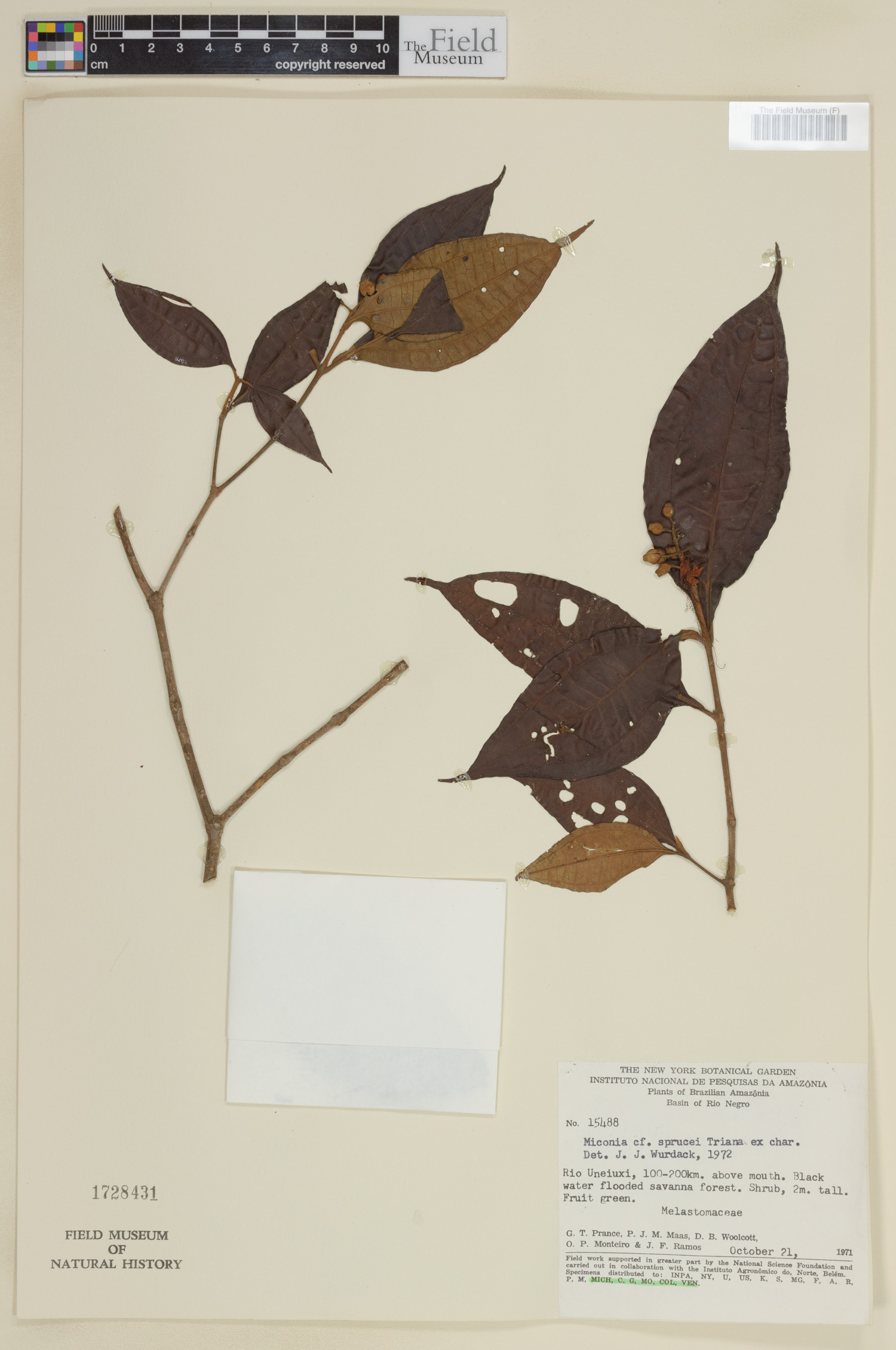 Miconia sprucei image