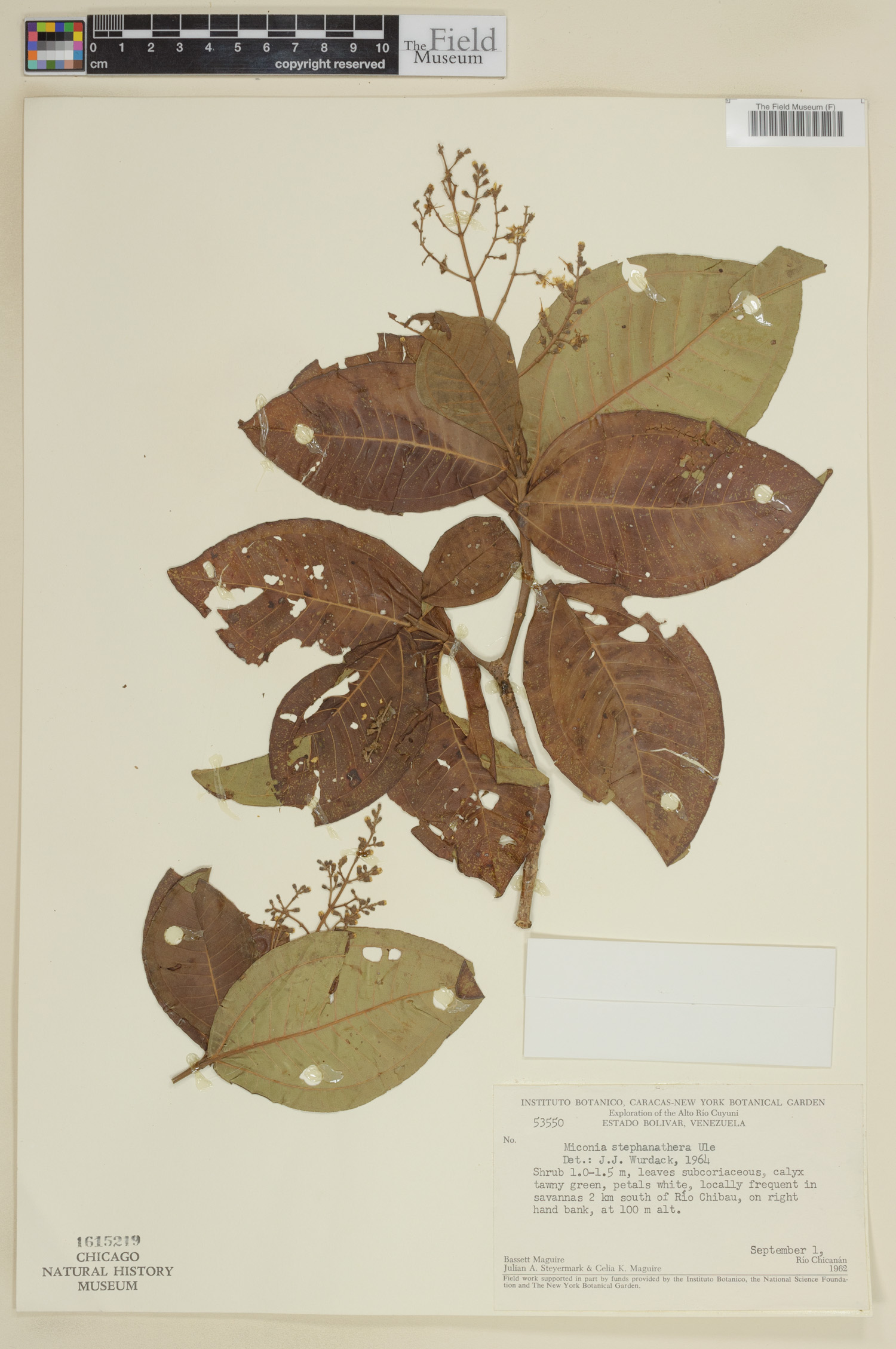 Miconia stephananthera image