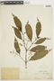 Miconia ternatifolia image