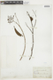Miconia minutiflora image