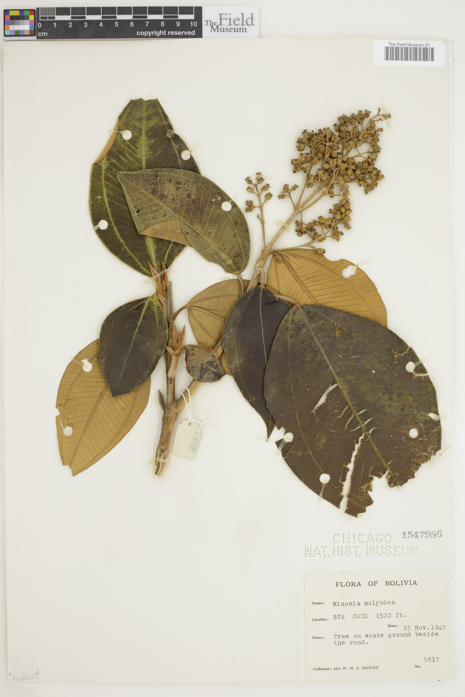 Miconia molybdea image
