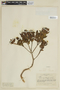 Miconia myrtillifolia image