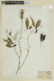 Miconia paniculata image