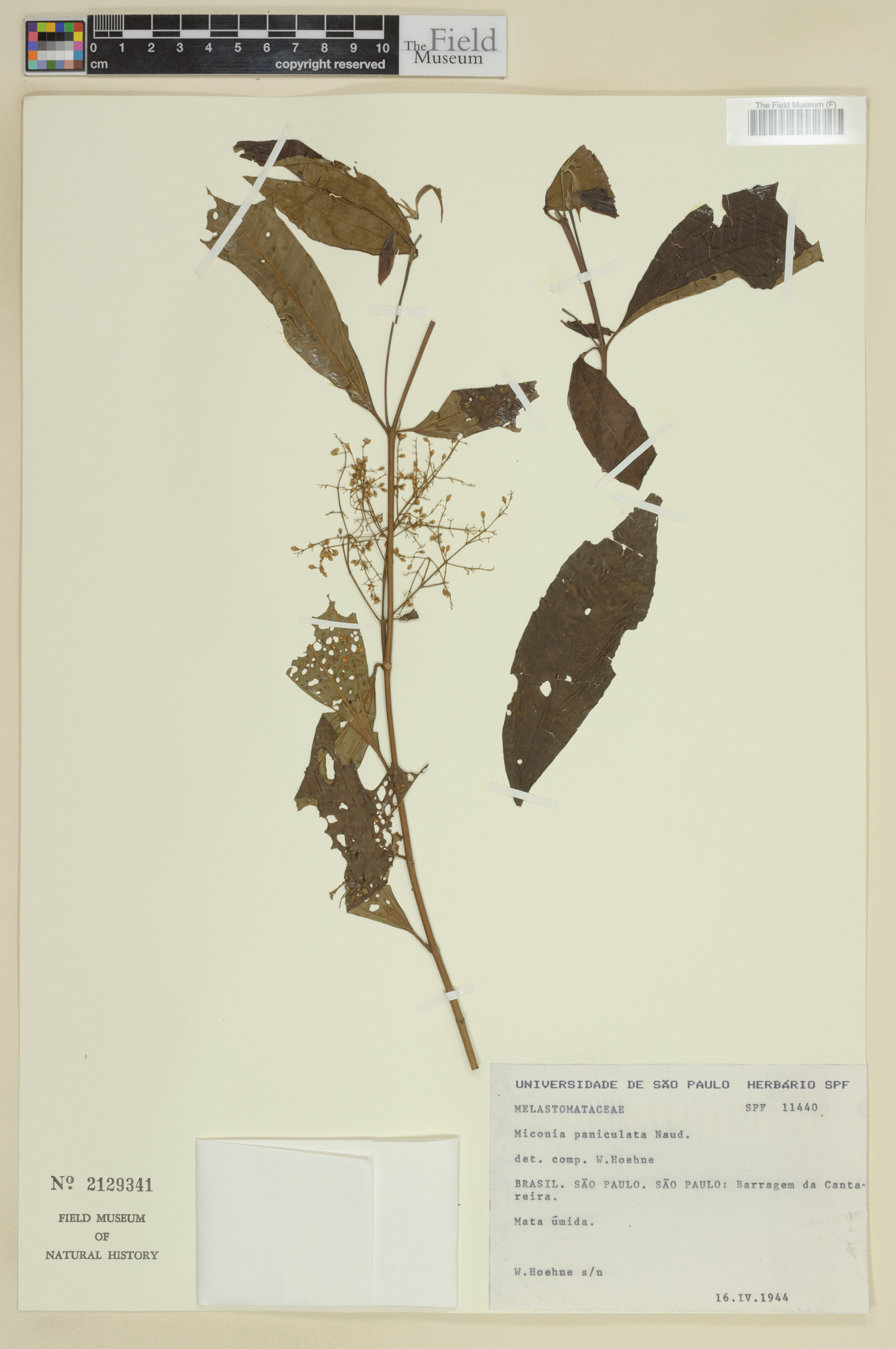 Miconia paniculata image