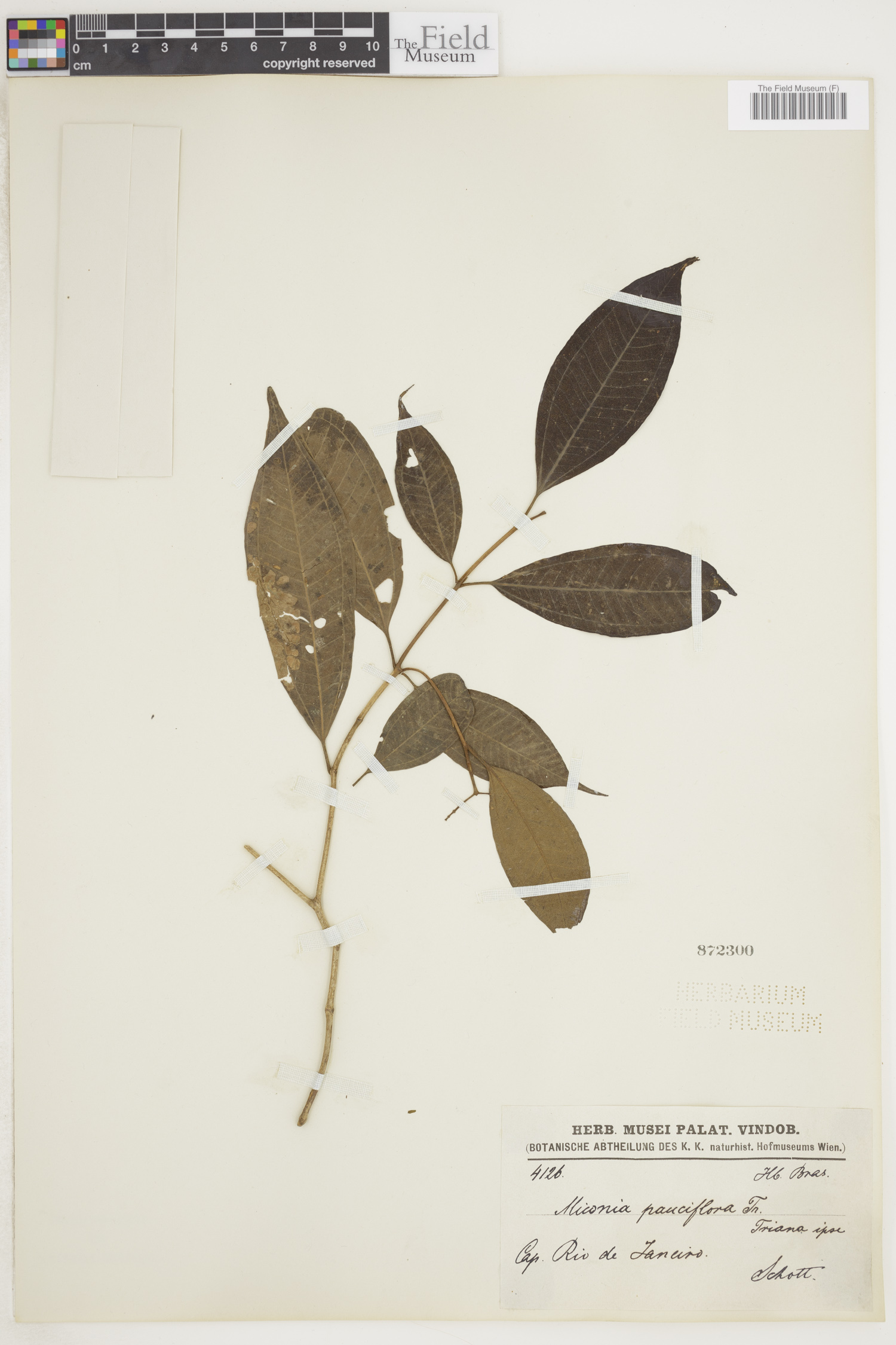 Miconia pauciflora image