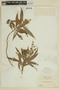 Miconia persicariifolia image