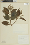 Miconia phaeophylla image