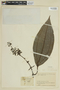 Miconia pileata var. latifolia image