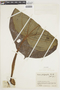 Miconia platyphylla image
