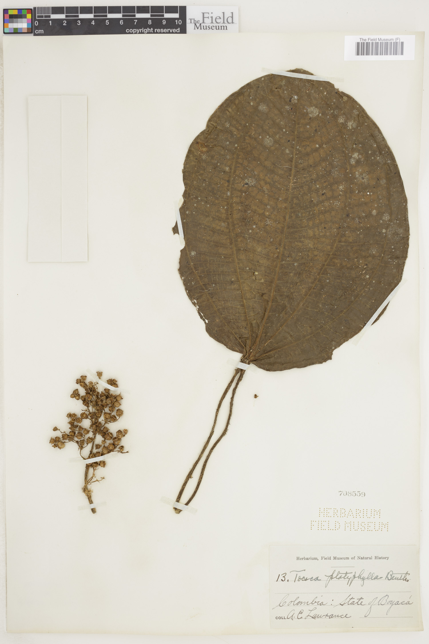 Miconia platyphylla image