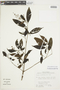 Miconia pusilliflora image