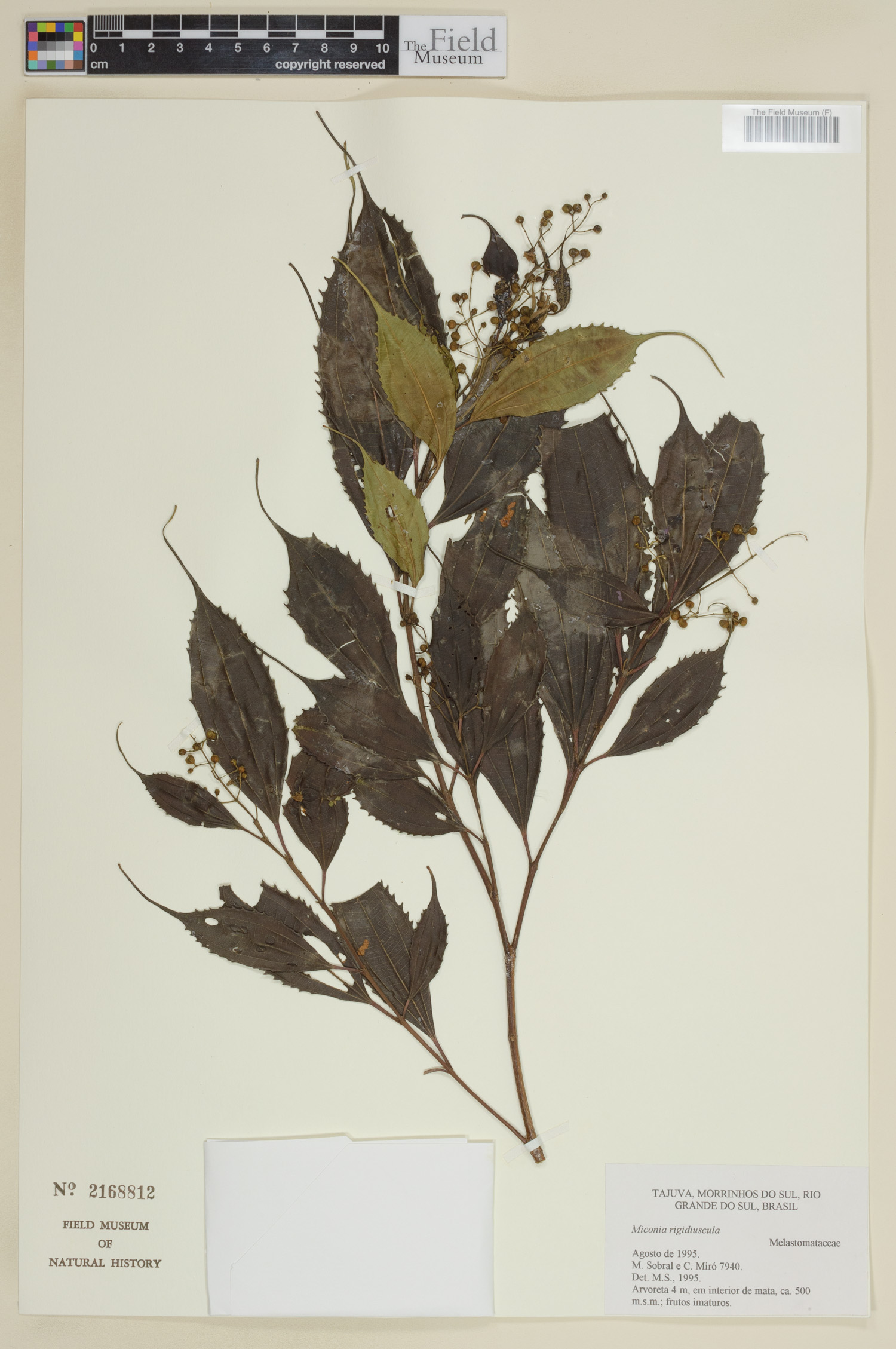 Miconia pusilliflora image