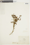 Miconia rotundifolia image