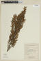Miconia salicifolia image