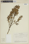 Miconia salicifolia image