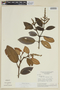 Miconia sclerophylla image