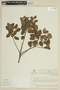 Miconia tinifolia image