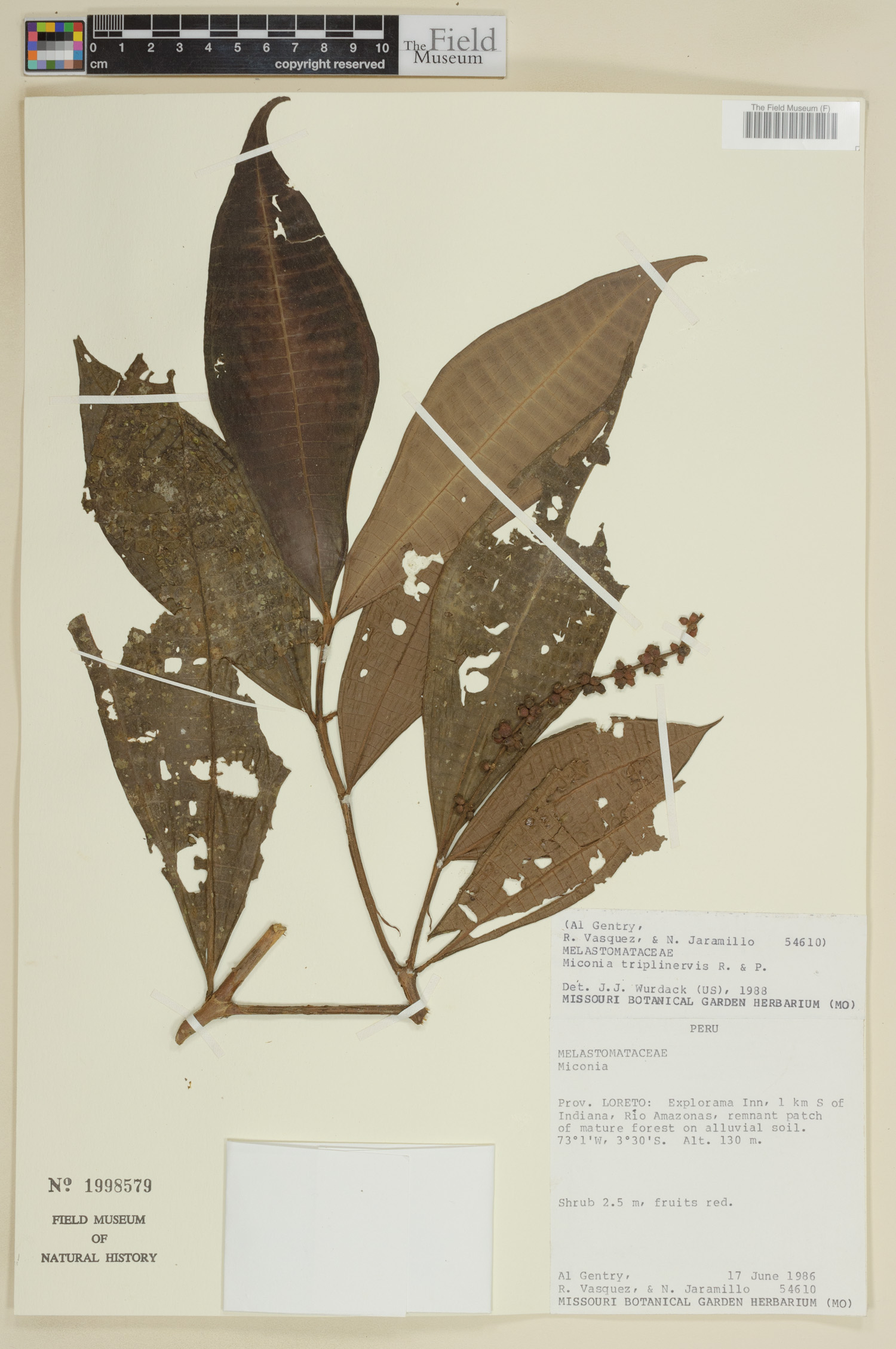 Miconia triplinervis image