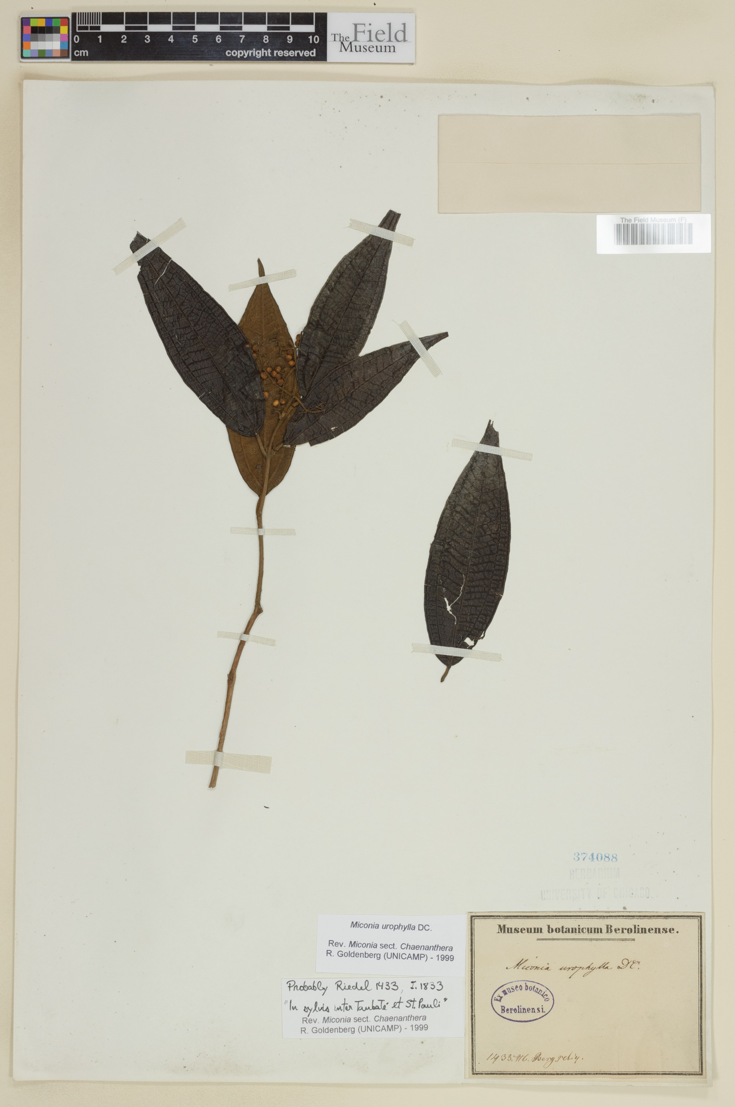 Miconia urophylla image