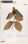 Miconia alborufescens image
