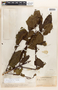 Miconia spinulosa image