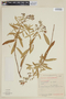 Microlepis oleifolia image