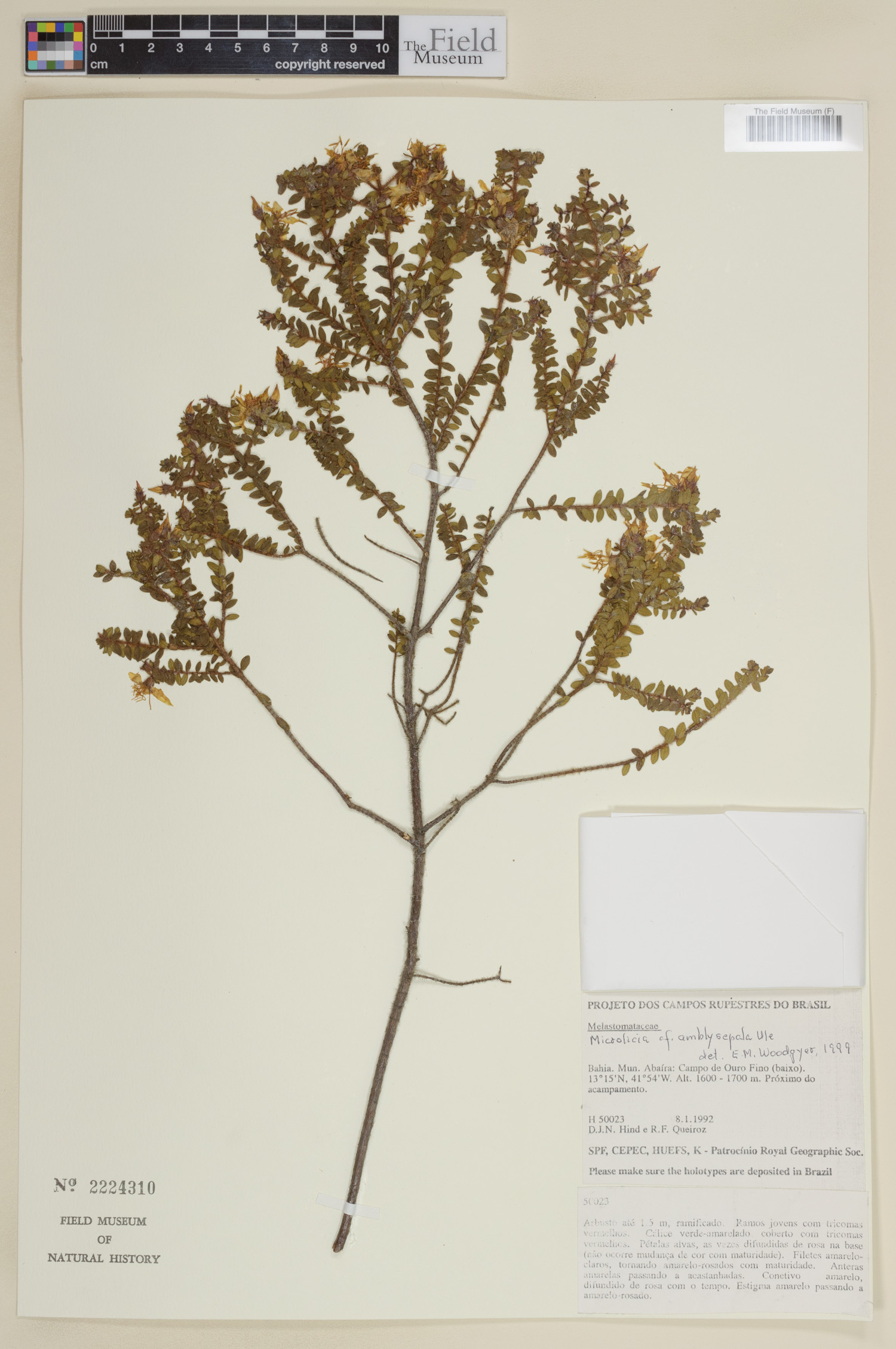 Microlicia amblysepala image
