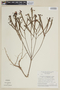 Microlicia amplexicaulis image