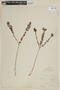 Microlicia avicularis image