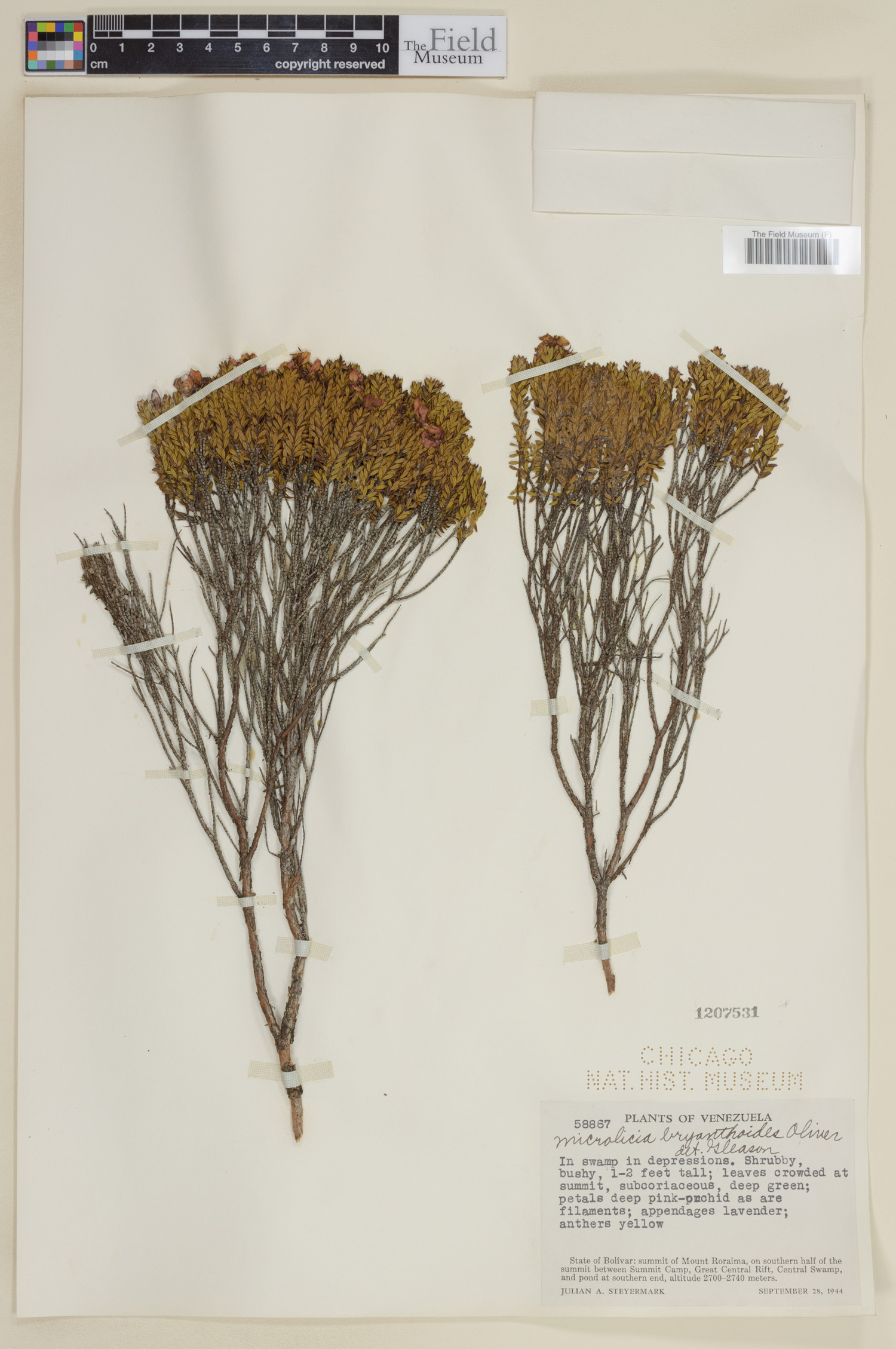 Microlicia benthamiana image