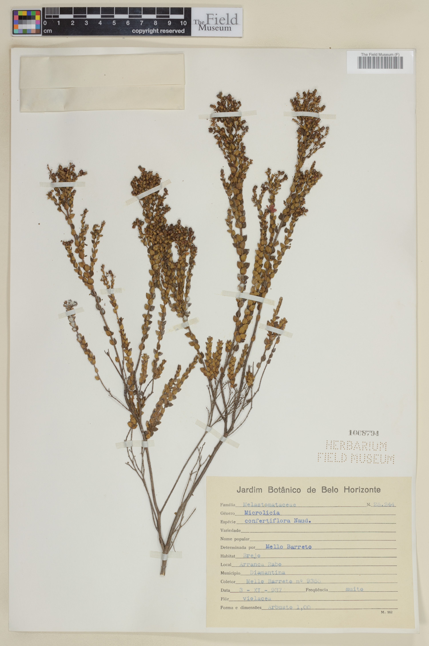 Microlicia confertiflora image