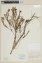 Microlicia confertiflora image