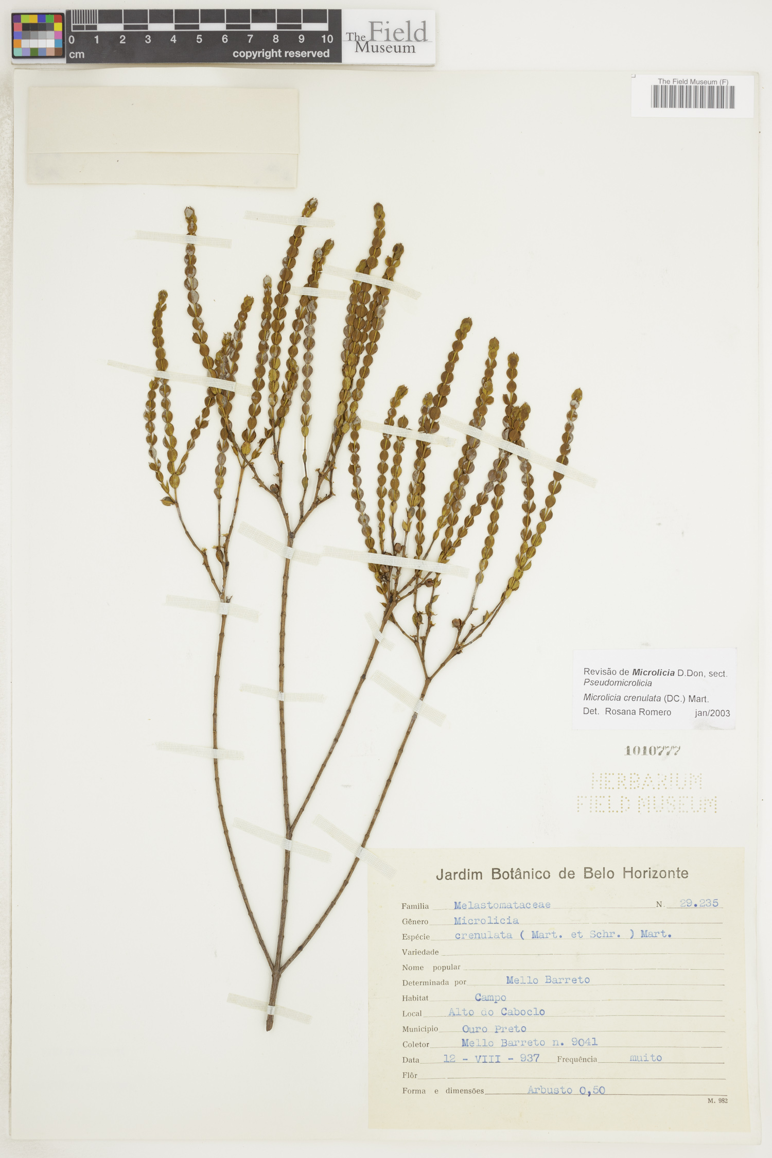 Microlicia crenulata image