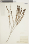 Microlicia cuspidifolia image