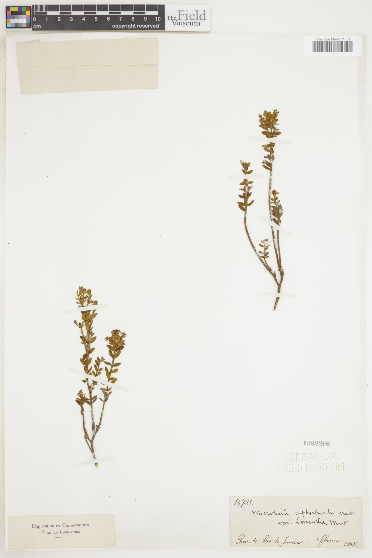 Microlicia euphorbioides image