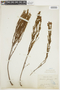 Microlicia fasciculata image
