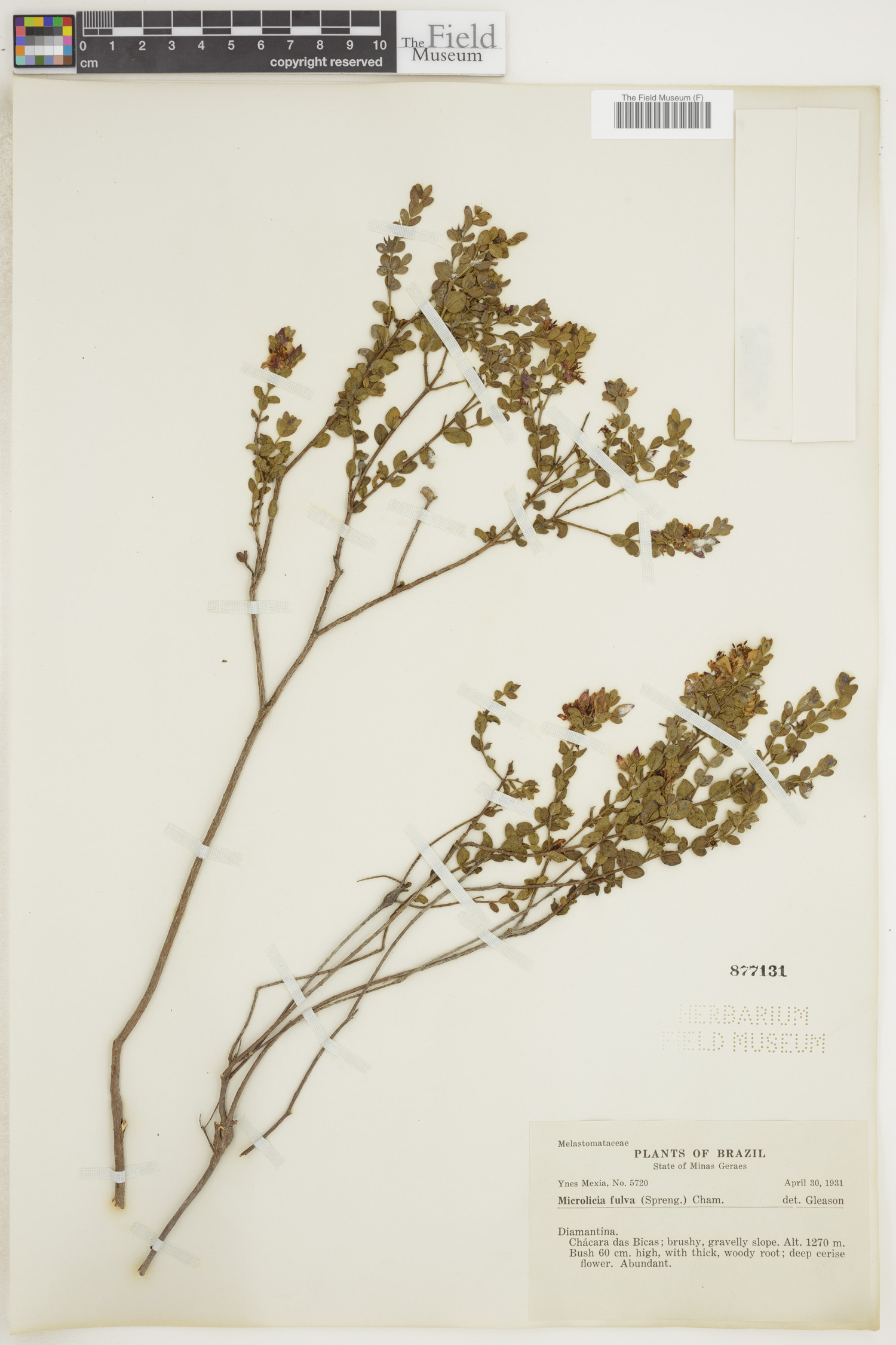 Microlicia fulva image