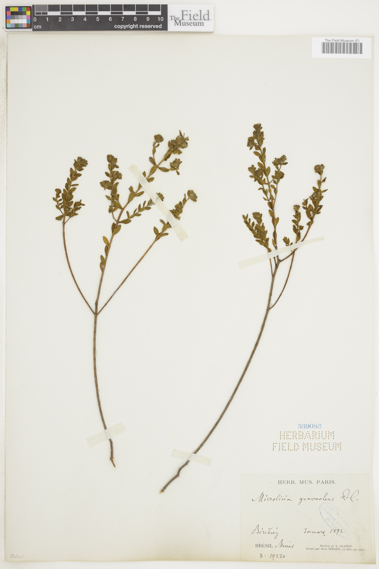 Microlicia graveolens image