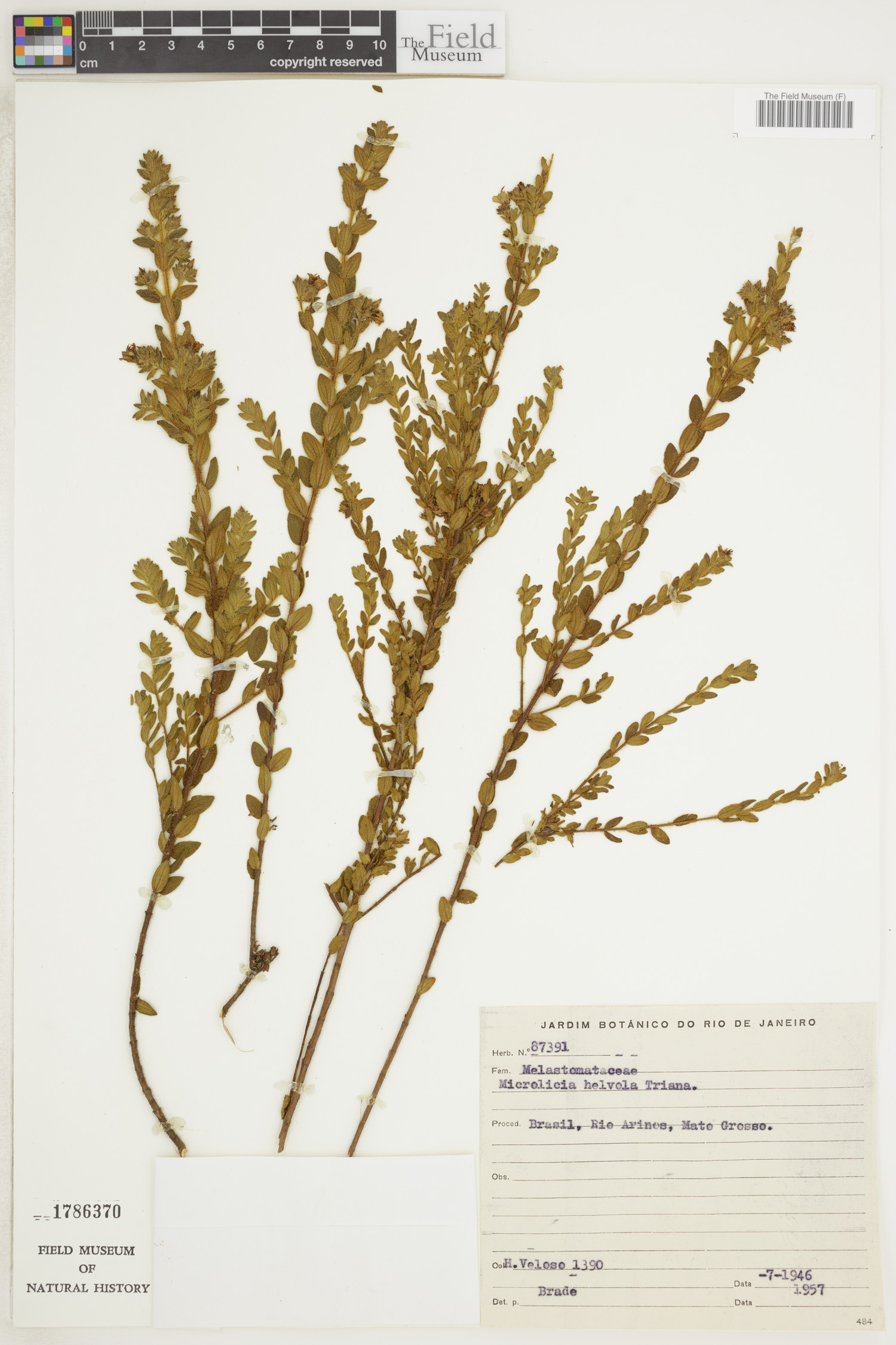 Microlicia helvola image