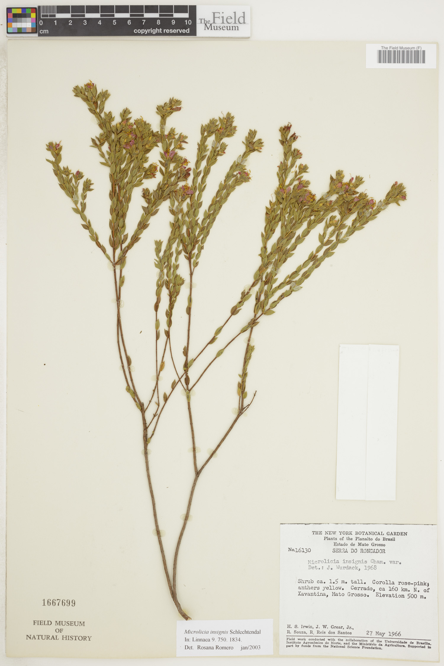 Microlicia insignis image