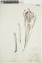 Microlicia isophylla image