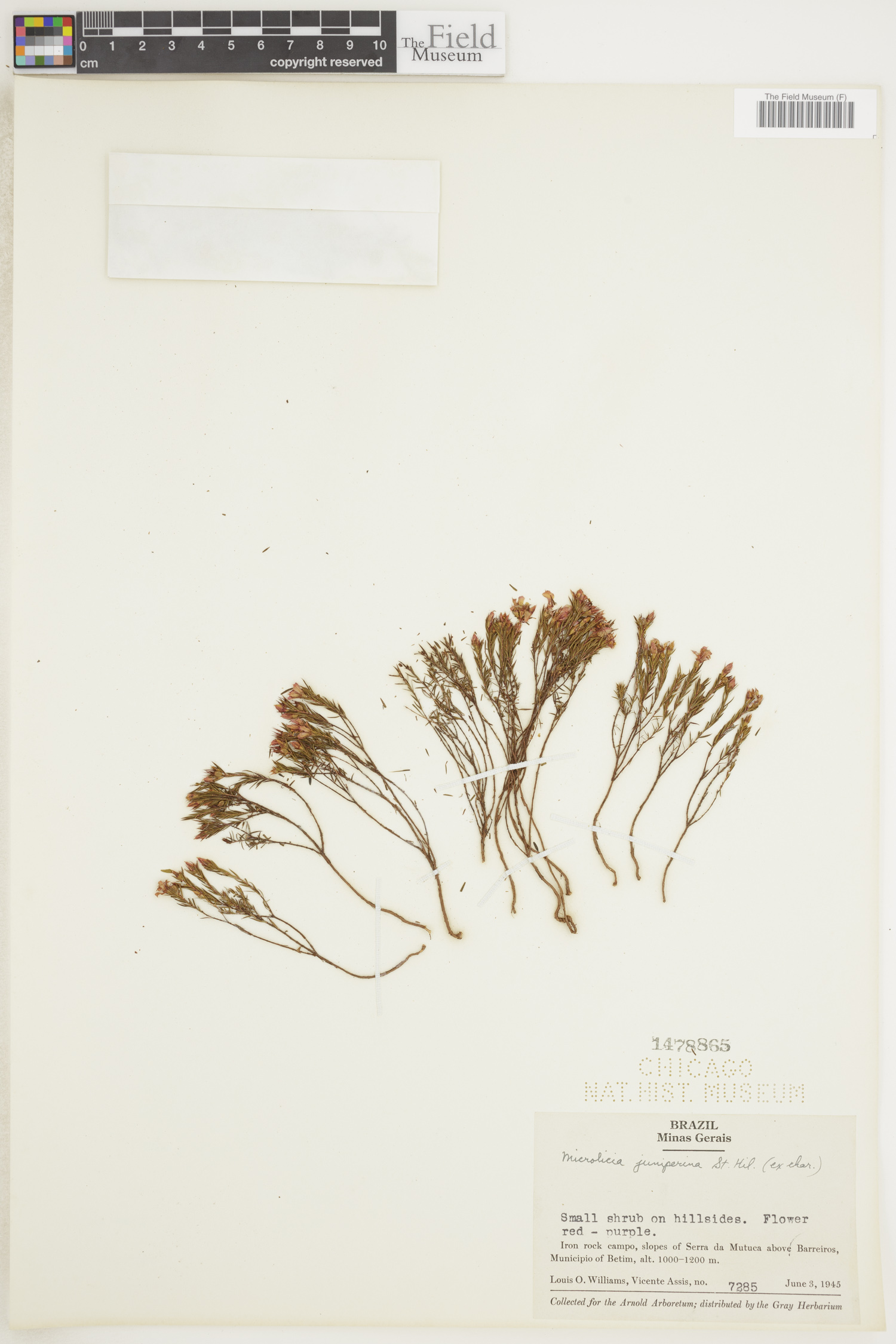Microlicia juniperina image