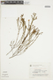 Microlicia myrtoidea image
