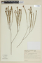 Microlicia suborbicularifolia image