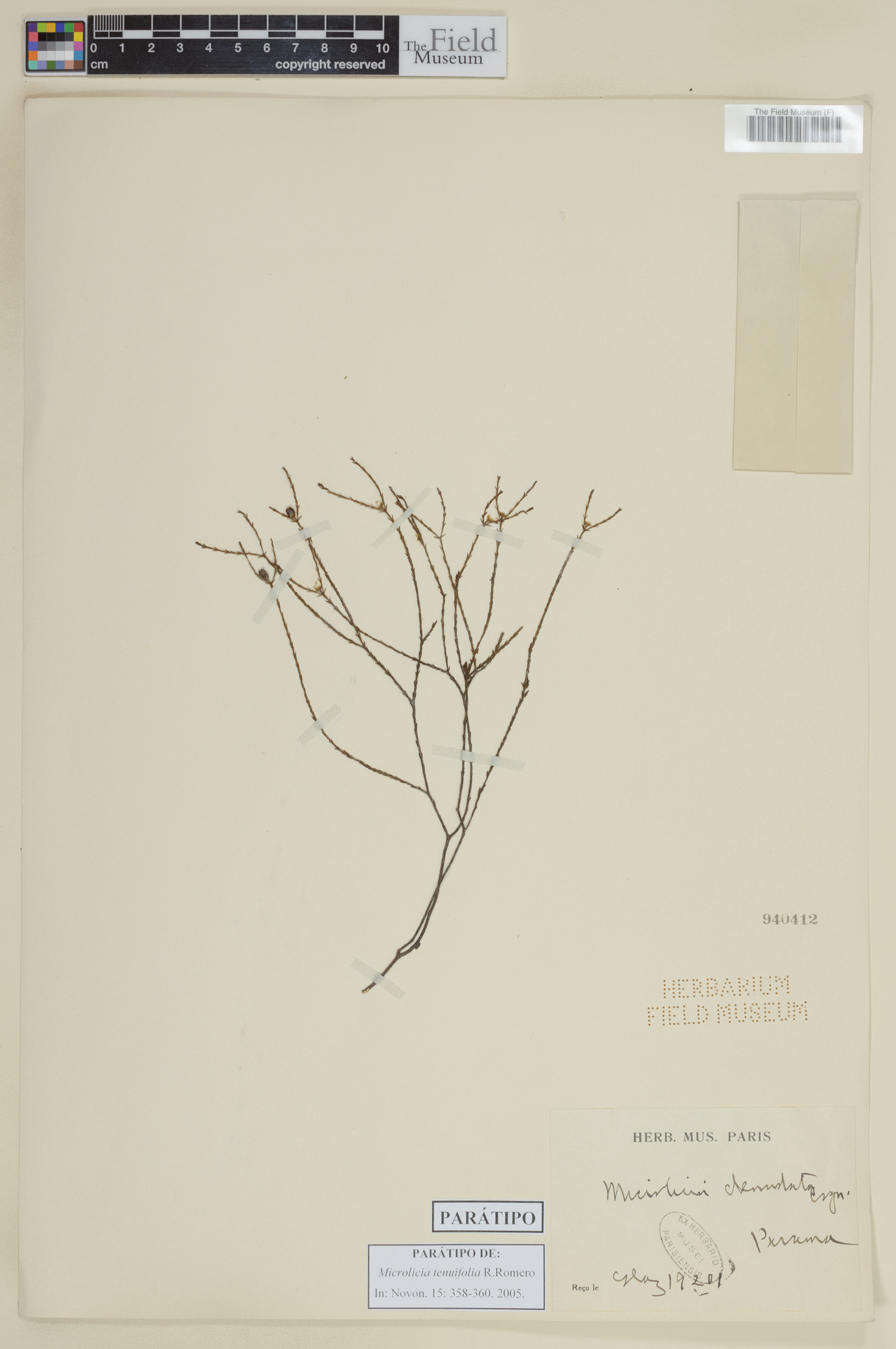 Microlicia tenuifolia image