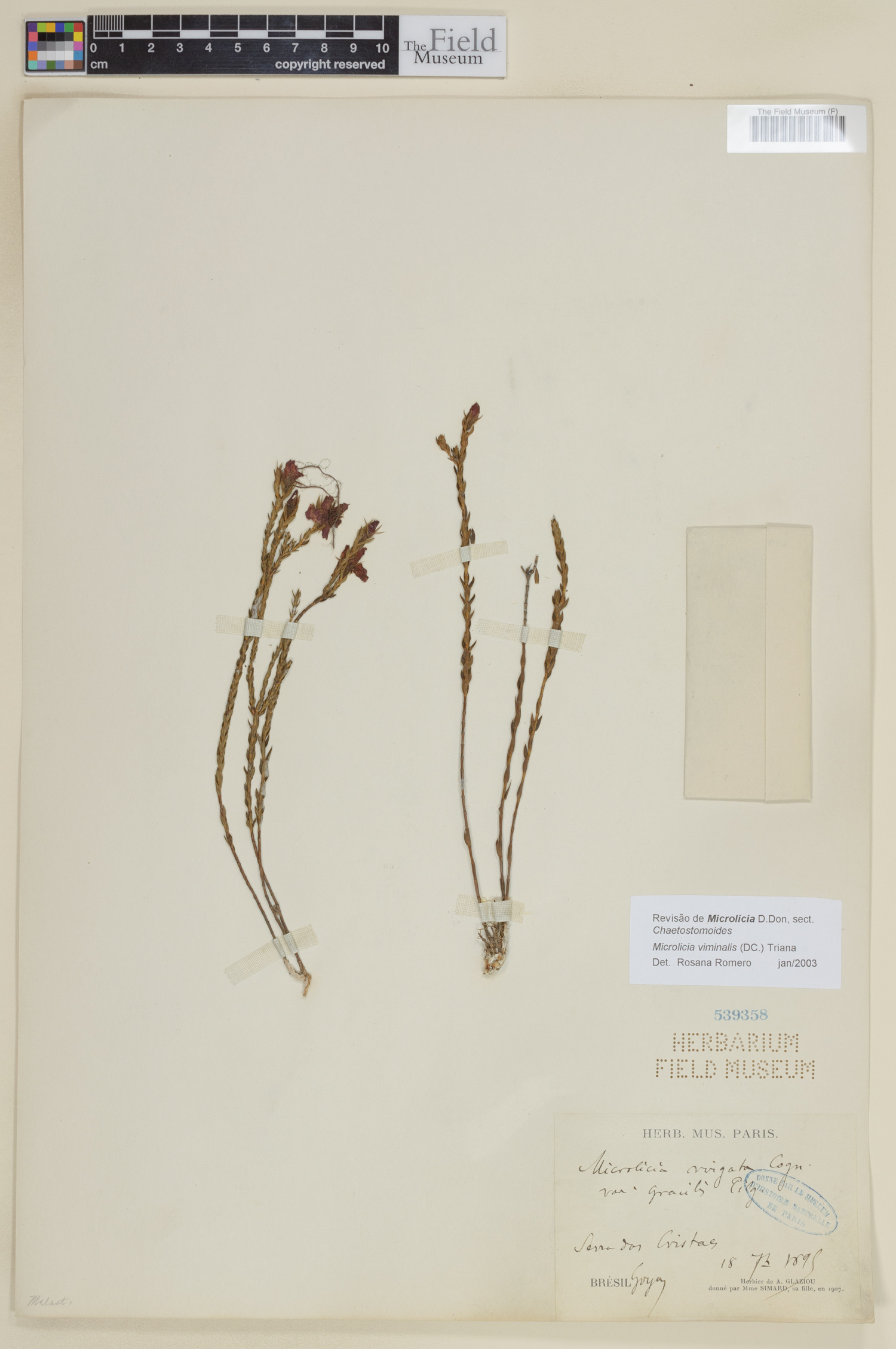 Microlicia viminalis image