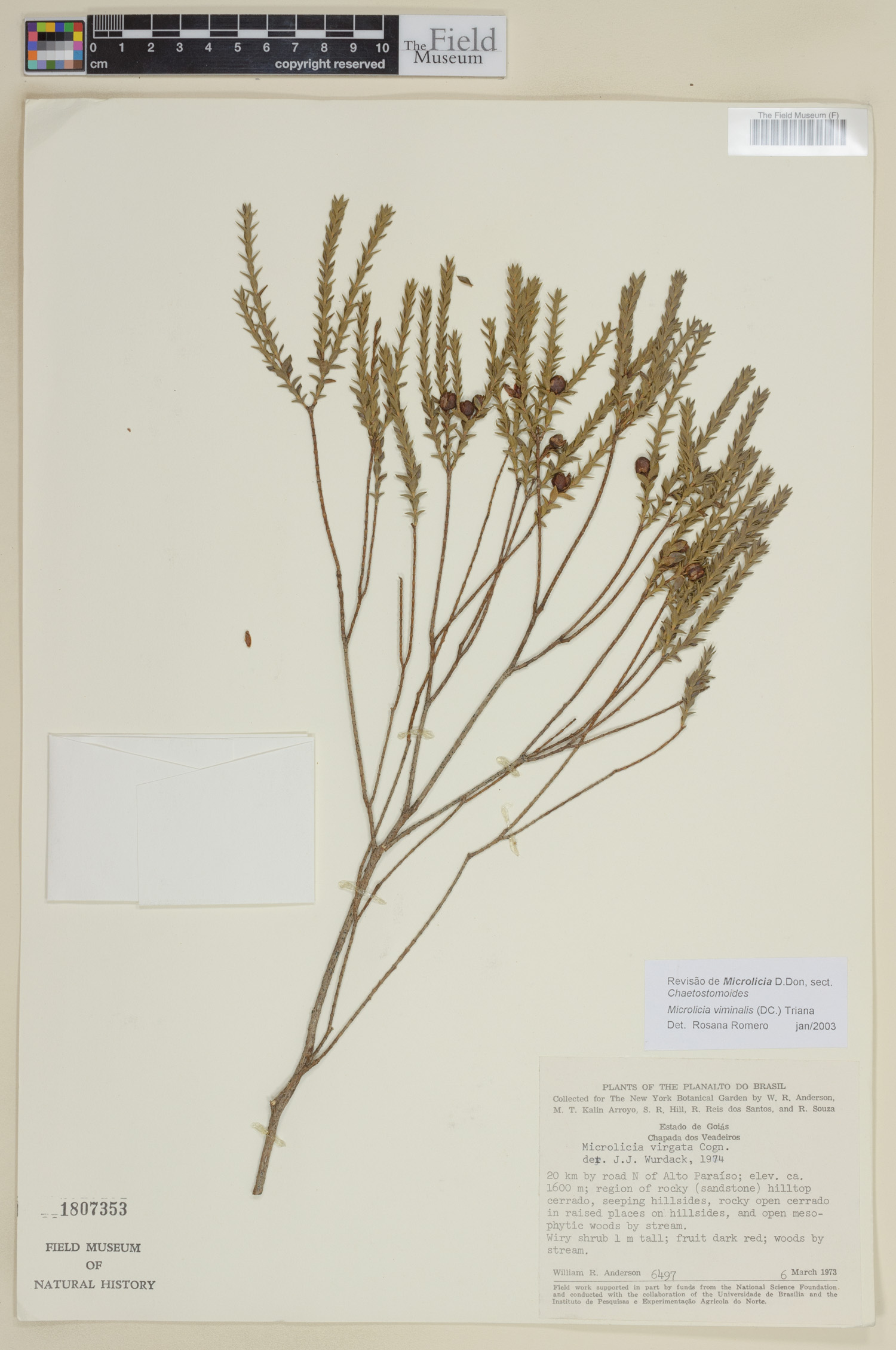 Microlicia viminalis