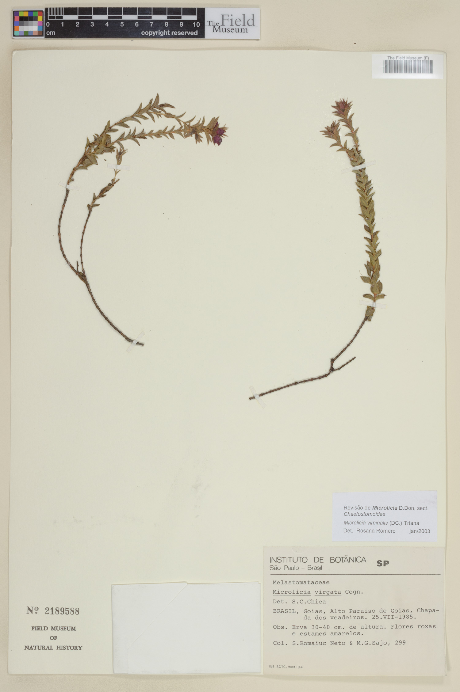 Microlicia viminalis image